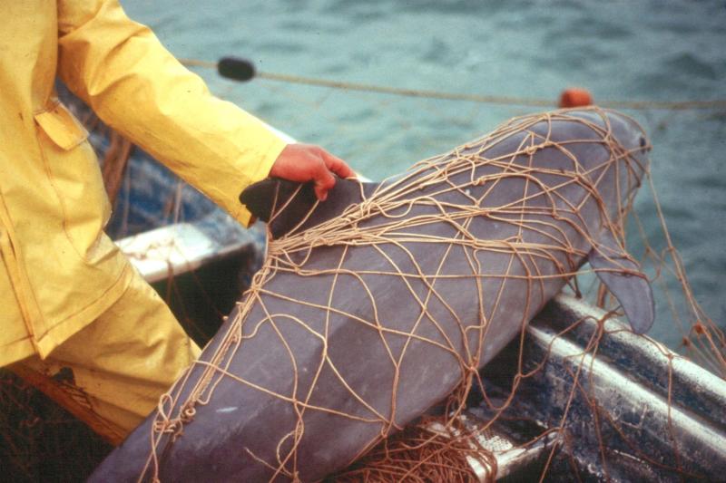 Aprueban plan de México para proteger a la vaquita marina - vaquita-marina-atrapada-en-redes-de-pescadores-locales-en-aguas-del-mar-de-cortes-en-el-noroeste-de-mexico-1024x683