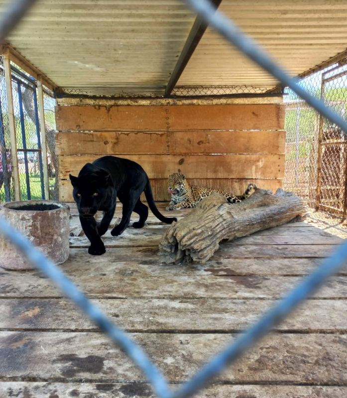 FGR asegura 10 tigres, seis jaguares, cinco leones y más animales silvestres en Jalisco - animales-salvajes-fgr3-892x1024