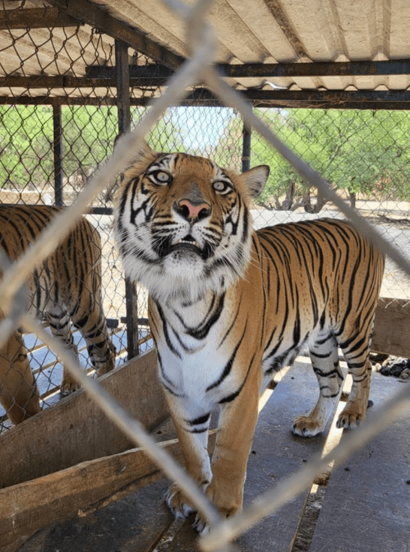 FGR asegura 10 tigres, seis jaguares, cinco leones y más animales silvestres en Jalisco - animales-salvajes-fgr1-761x1024