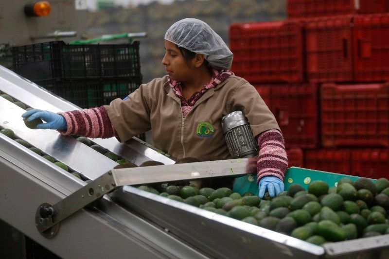 México prevé la producción de más de 300 mil toneladas de alimentos para 2023