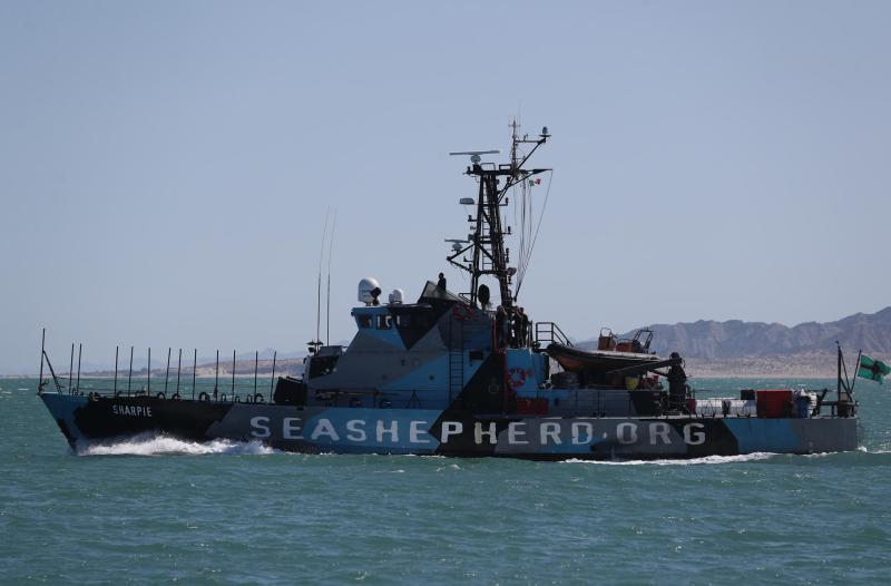 Sea Shepherd vaquita marina