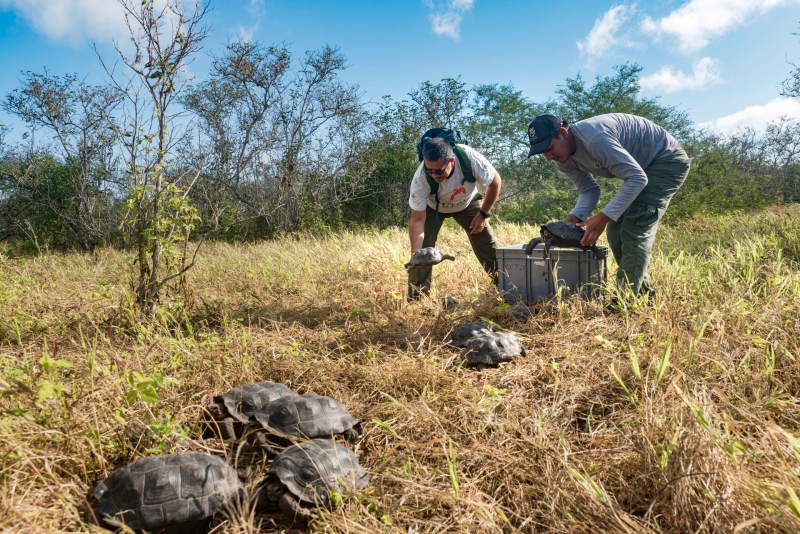 Regresan a su hábitat natural 86 tortugas criadas en Galápagos - regresan-a-su-habitat-natural-86-tortugas-criadas-en-galapagos-1024x684
