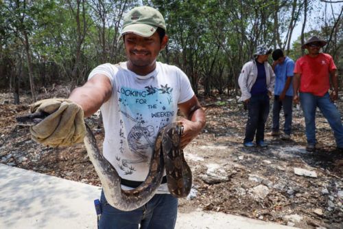 Rescatan a 57 especies de fauna silvestre en zona urbana de Playa del Carmen