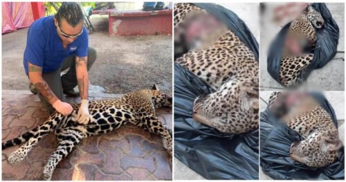 ATROPELLADOS 4 JAGUARES Y UN PUMA EN 2023 || Imploran respetar las señaléticas de paso de fauna en la carretera 307