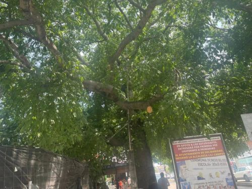 “Mochan”, perdón podan rama de ceiba emblemática de Playa del Carmen