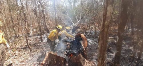 Controlado en un 90% el incendio forestal en “San Carlos” en Solidaridad