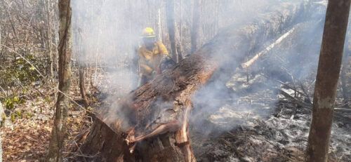 Incendio forestal “San José” consume 2 mil 600 hectáreas de vegetación en Lázaro Cárdenas