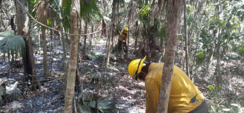 Incendio forestal amenaza comunidades de Playa del Carmen