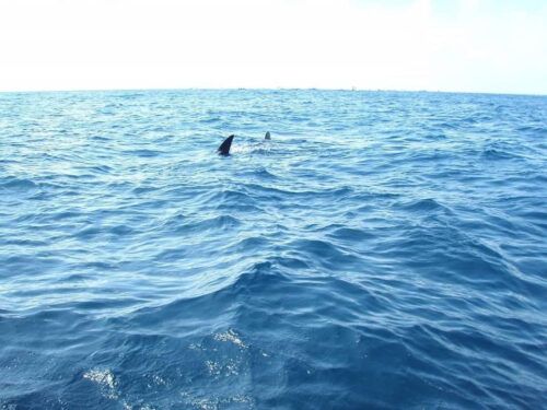 Inicia con éxito temporada de tiburón ballena en Holbox