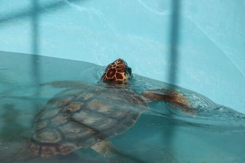 Exitoso Limpiatón en Tortugranja convocado por Atenea Gómez