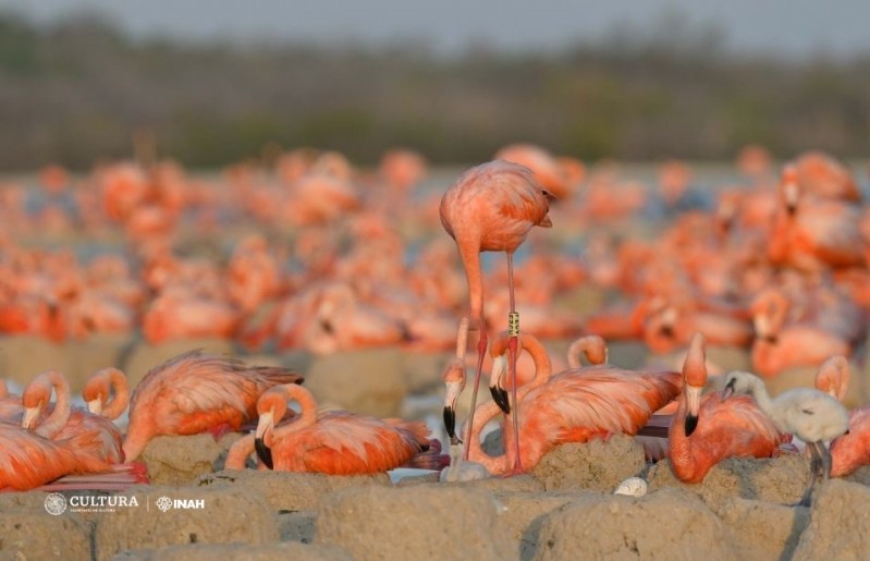 Encuentran en México un huevo fósil de flamenco del pleistoceno, el primero en América - huevos-fosiles-flamenco-3