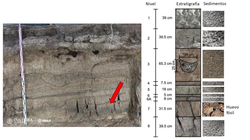 Encuentran en México un huevo fósil de flamenco del pleistoceno, el primero en América - huevos-fosiles-flamenco-1024x576