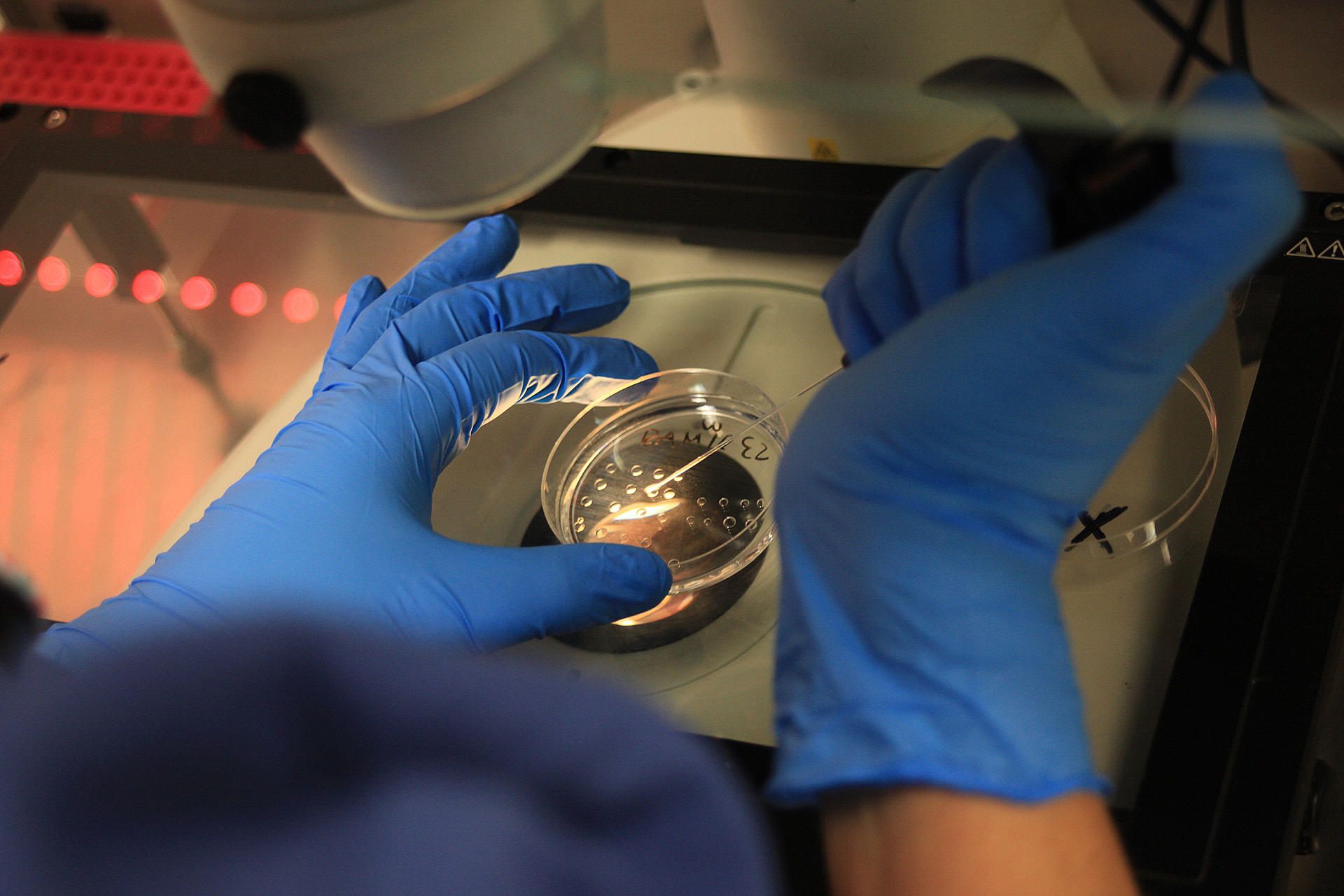 Ciudad Juárez se afianza como destino para estadounidenses que buscan un embarazo Ciudad Juárez se afianza como destino para estadounidenses que buscan un embarazo