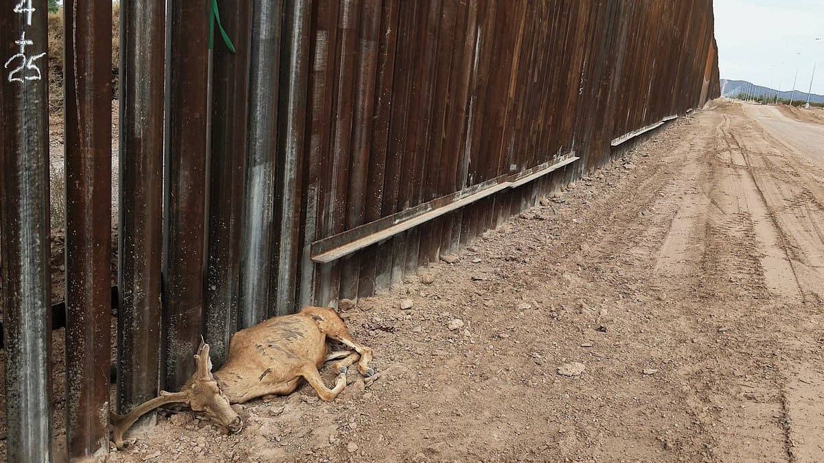 ONG acusa al muro de EE.UU. de poner en peligro el patrimonio ambiental del norte de México ONG acusa al muro de EE.UU. de poner en peligro el patrimonio ambiental del norte de México