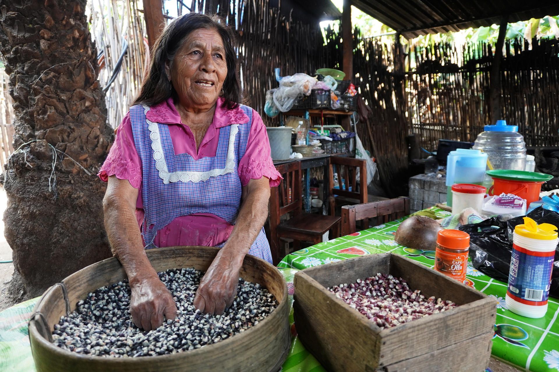 Campesinos del sur de México se organizan para defender al maíz del clima y transgénicos Campesinos del sur de México se organizan para defender al maíz del clima y transgénicos
