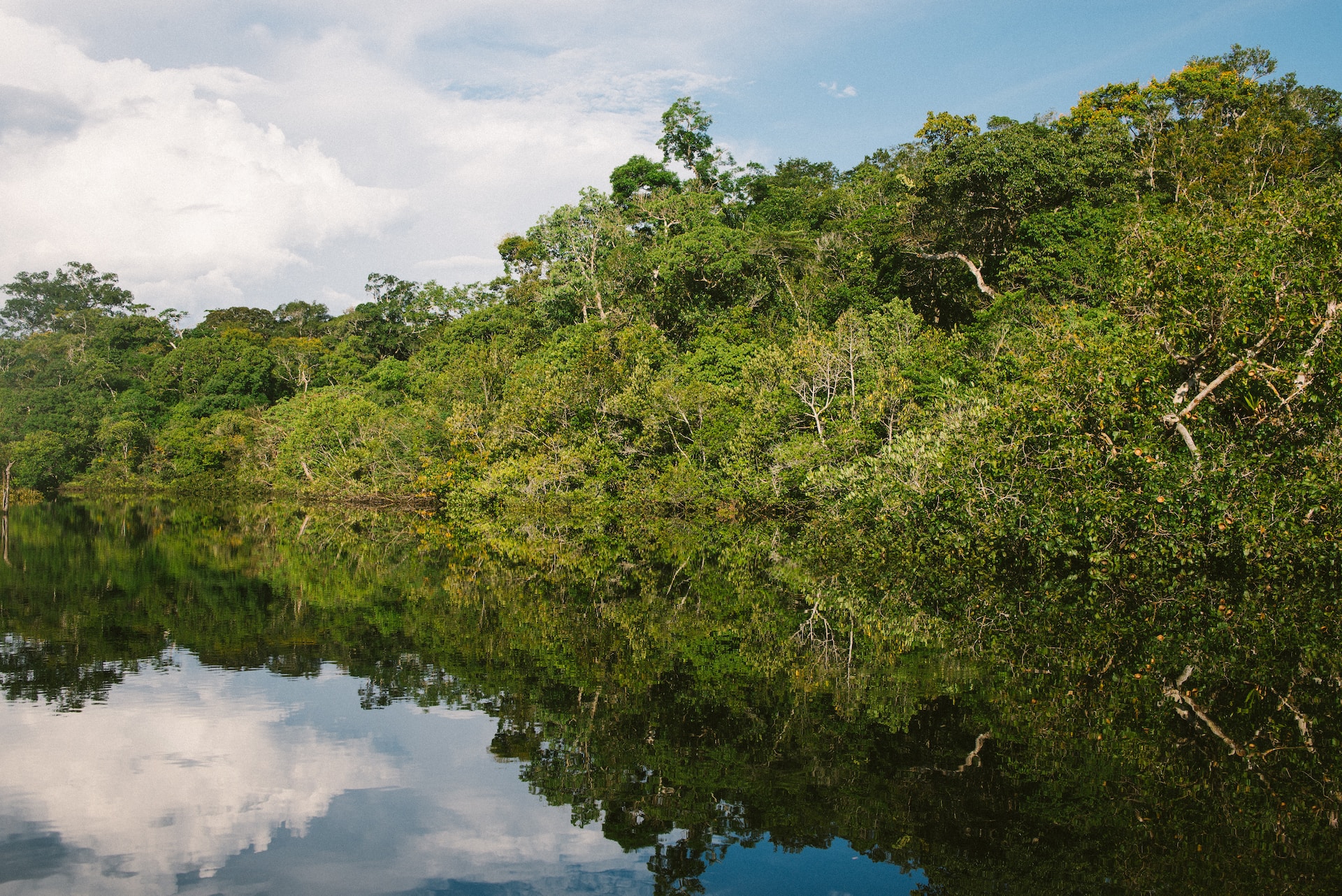 El 42 % de los bosques vírgenes de la Amazonía no tiene protección y puede desaparecer