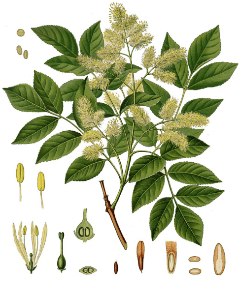 Estos son los árboles más comunes de la CDMX