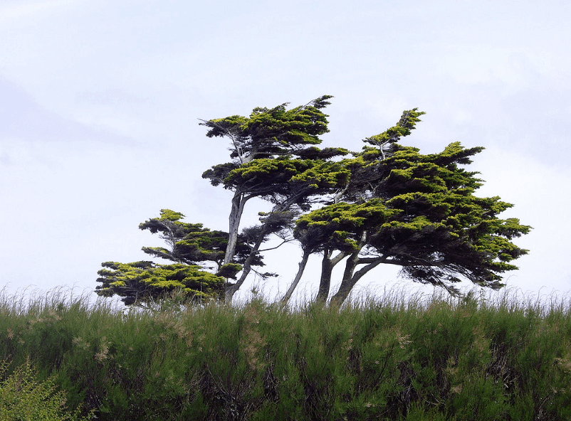 Estos son los árboles más comunes de la CDMX