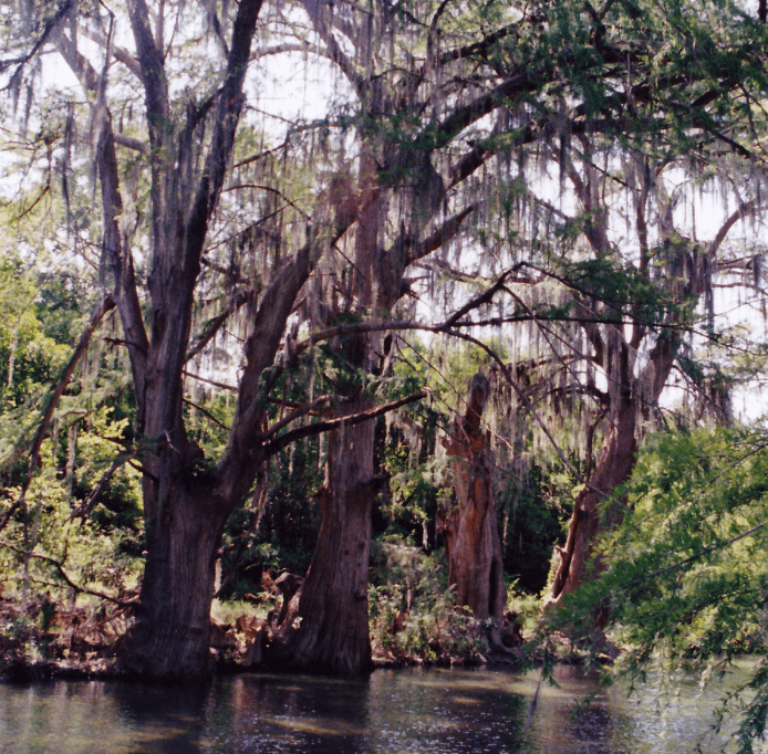 Estos son los árboles más comunes de la CDMX