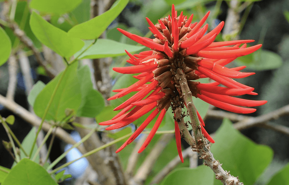 Estos son los árboles más comunes de la CDMX