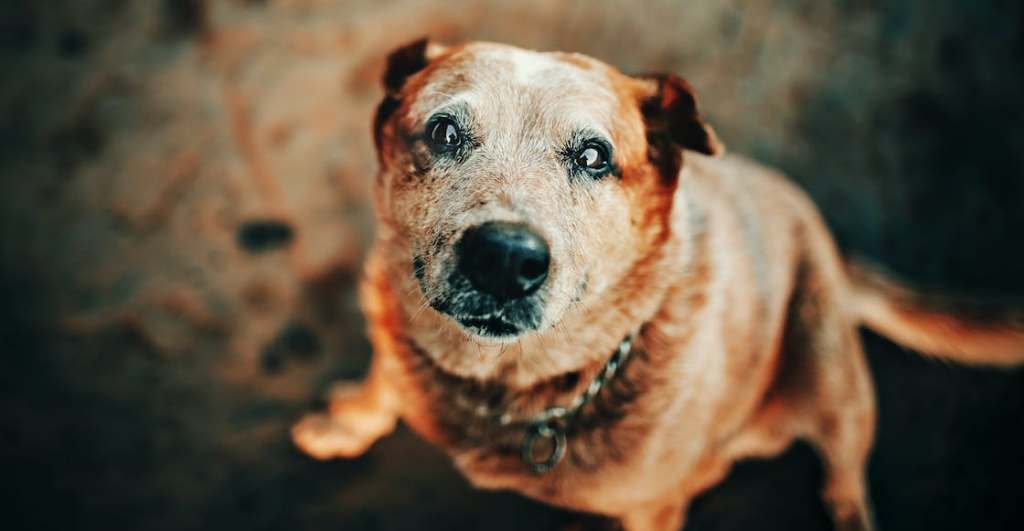 Medicamentos para prolongar la vida de los perros.