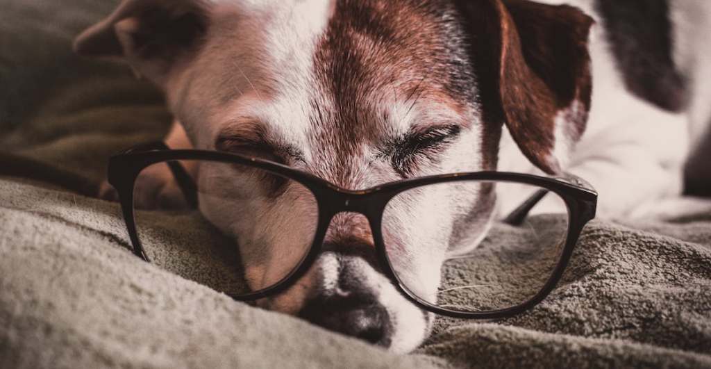 Medicamentos para prolongar la vida de los perros.