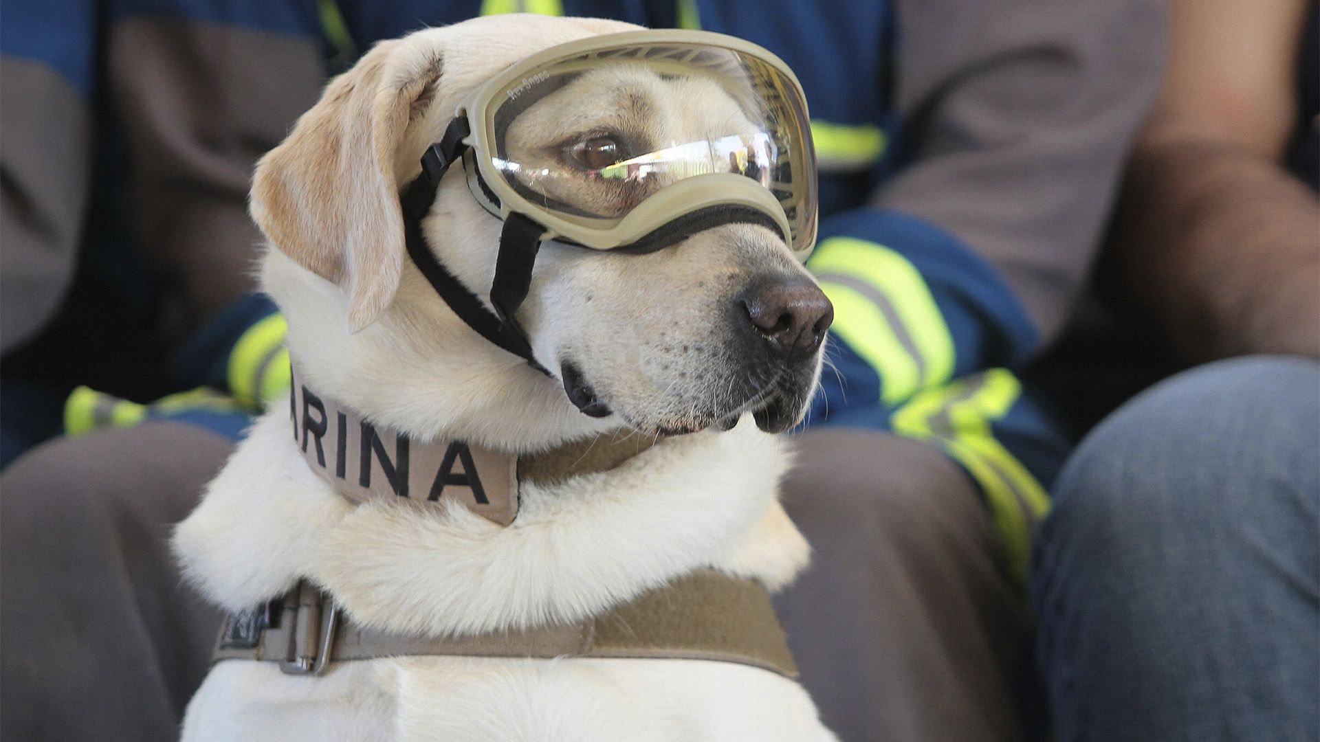 Semar alista homenaje a la perrita Frida, en primer aniversario luctuoso Semar alista homenaje a la perrita Frida, en primer aniversario luctuoso