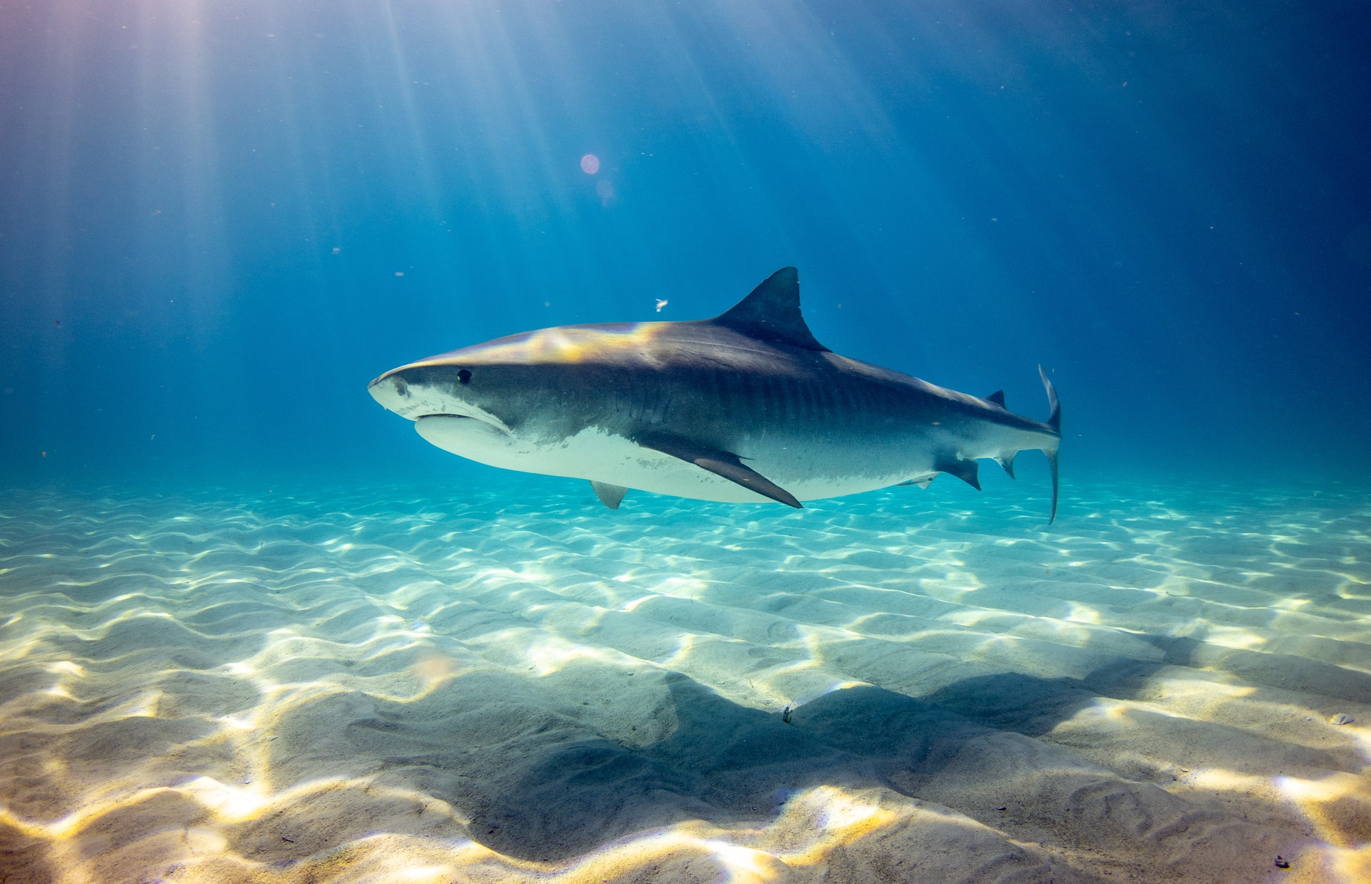 Adolescente muere tras sufrir un ataque de un tiburón en Australia