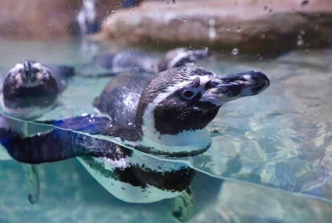 Pingüinos en la Ciudad de México