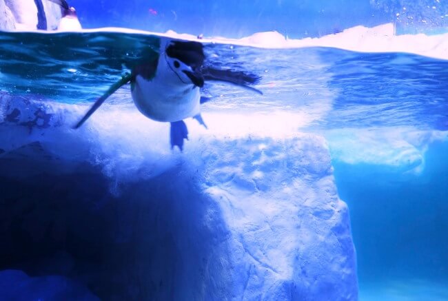 Pingüinos en la Ciudad de México