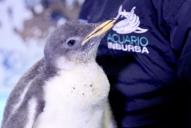 Pingüinos en la Ciudad de México