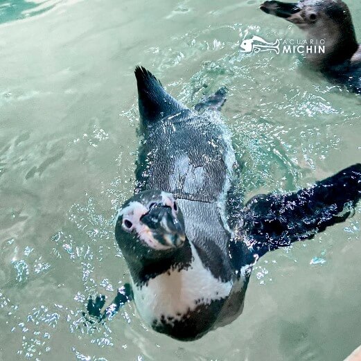 Pingüinos en la Ciudad de México