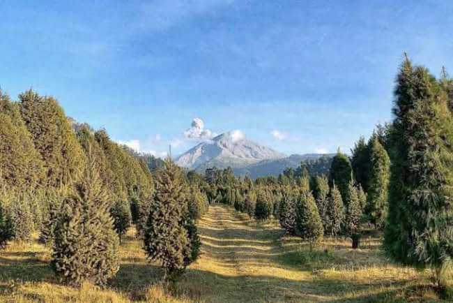 Amecameca, el famoso Bosque de los Árboles de Navidad