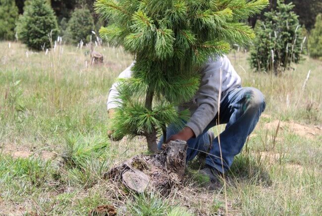 Amecameca, el famoso Bosque de los Árboles de Navidad