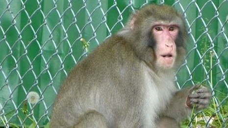 La historia detrás del meme: El origen del 'Artimonki'