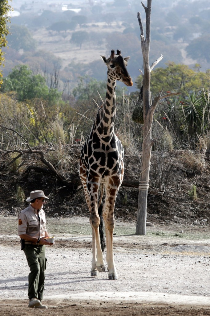 Jirafa Benito se integra a su nueva familia en Africam Safari - jirafa-benito-se-integra-a-su-nueva-familia-tras-vivir-maltratada-en-el-norte-de-mexico-682x1024