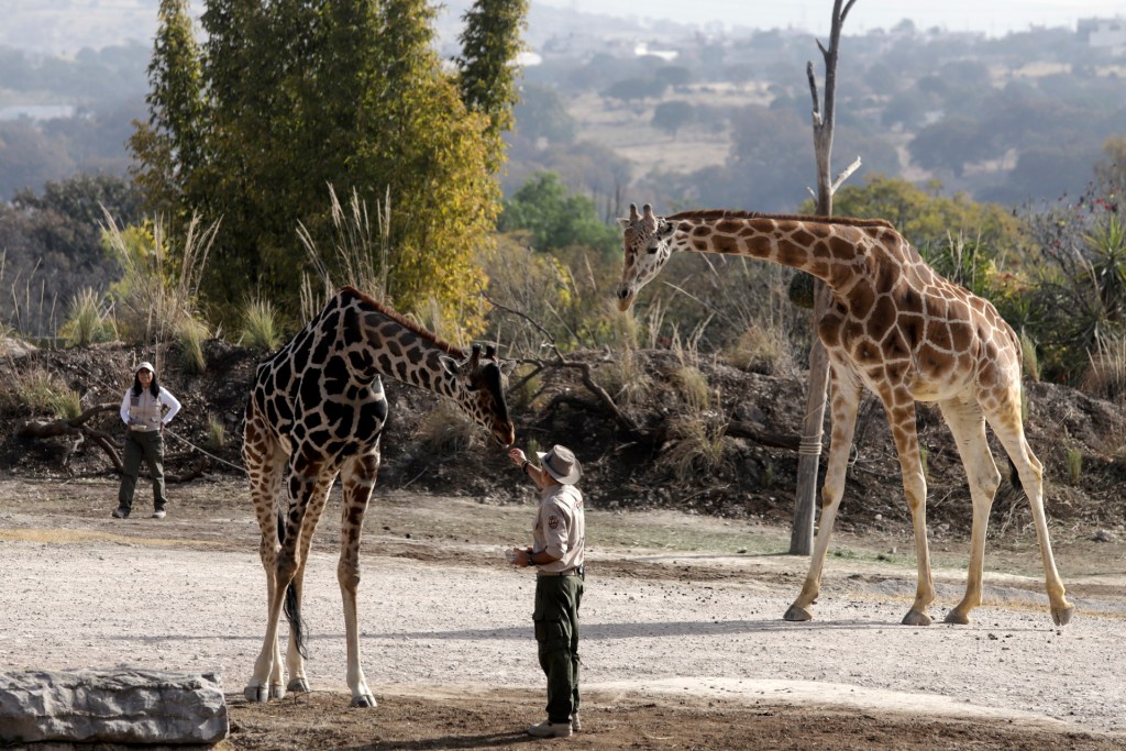 Jirafa Benito se integra a su nueva familia en Africam Safari - jirafa-benito-se-integra-a-su-nueva-familia-tras-vivir-maltratada-en-el-norte-de-mexico-2-1024x683