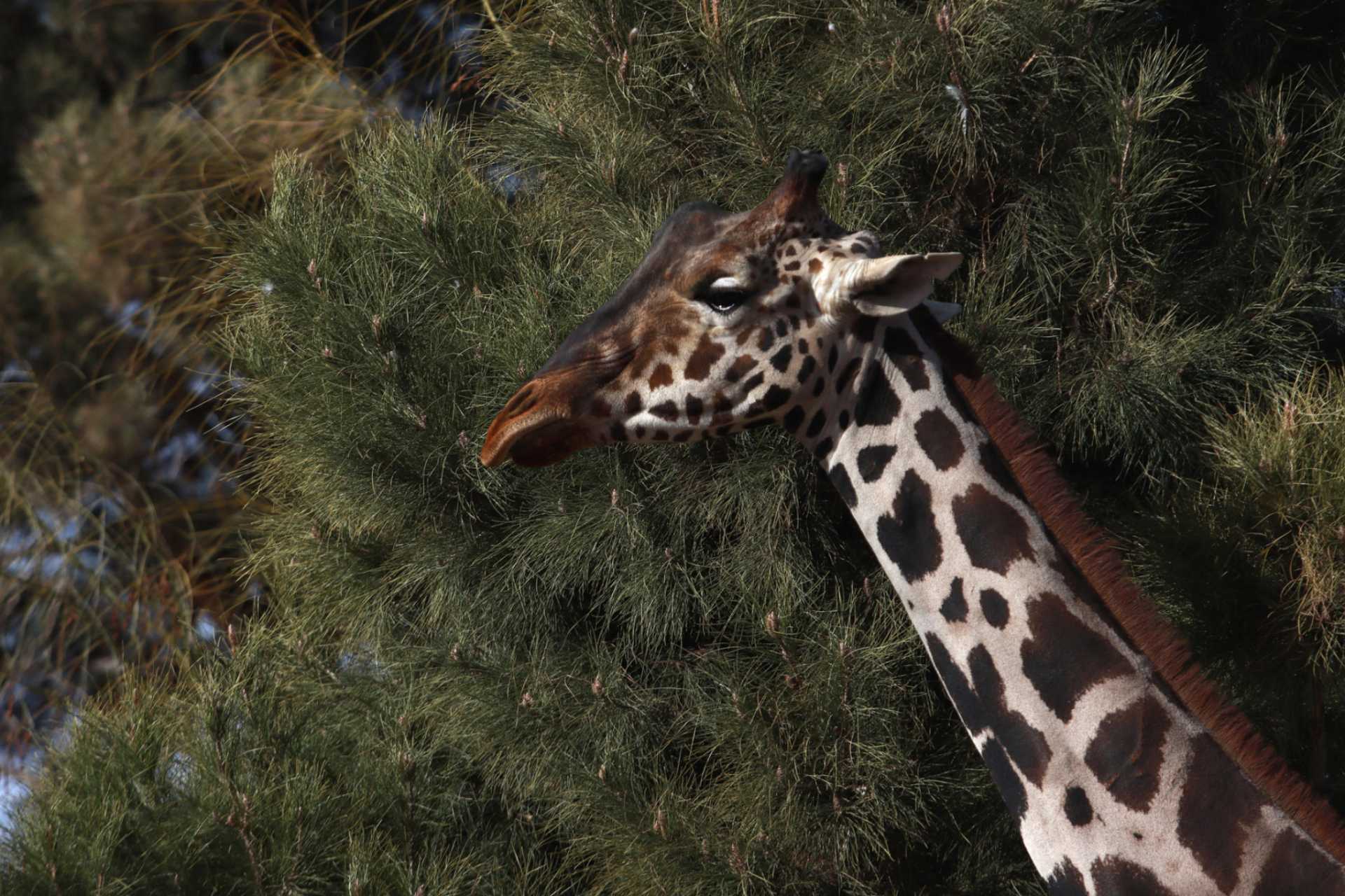 Jirafa Benito tendrá una vida normal en Africam Safari: Frank Carlos Camacho Jirafa Benito tendrá una vida normal en Africam Safari: Frank Carlos Camacho