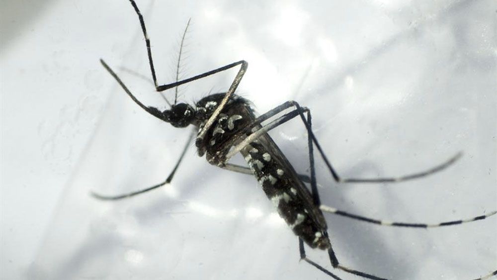 Médicos advierten situación crítica en Acapulco por dengue Médicos advierten situación crítica en Acapulco por dengue