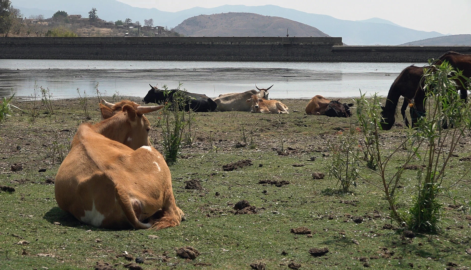 Ganaderos mexicanos alertan de que la sequía amenaza la producción de carne Ganaderos mexicanos alertan de que la sequía amenaza la producción de carne