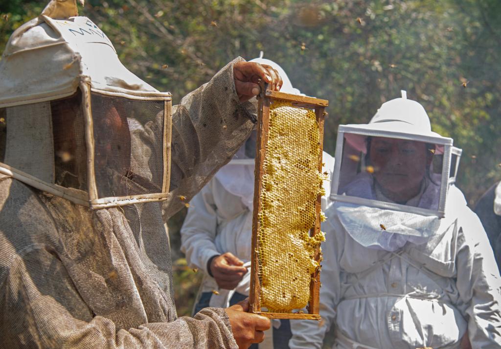 Mujeres indígenas luchan contra la crisis climática al salvar abejas en Chiapas - aplicultoras-indigenas-de-chiapas-1024x713