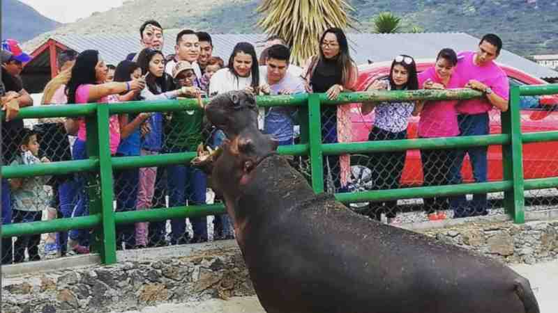 Zoológico de Hidalgo permite interacción directa con más de 800 animales en peligro de extinción