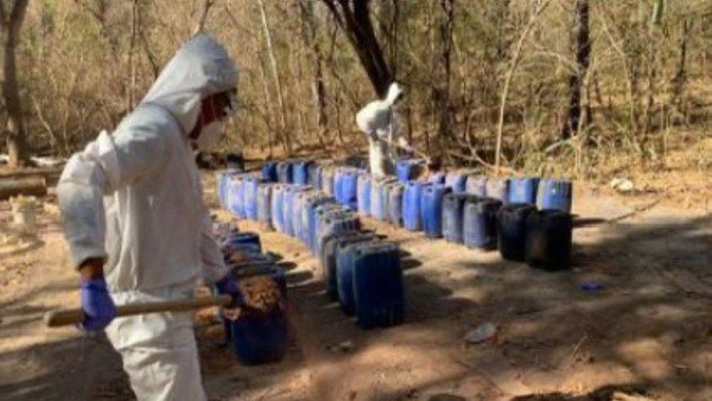 Aseguran en un día 12 narcolaboratorios en Sinaloa