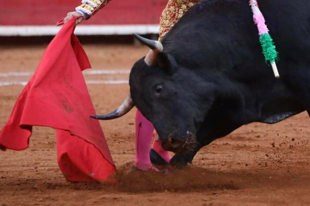 Sheinbaum afirma que corridas de toros sin violencia son “un avance”