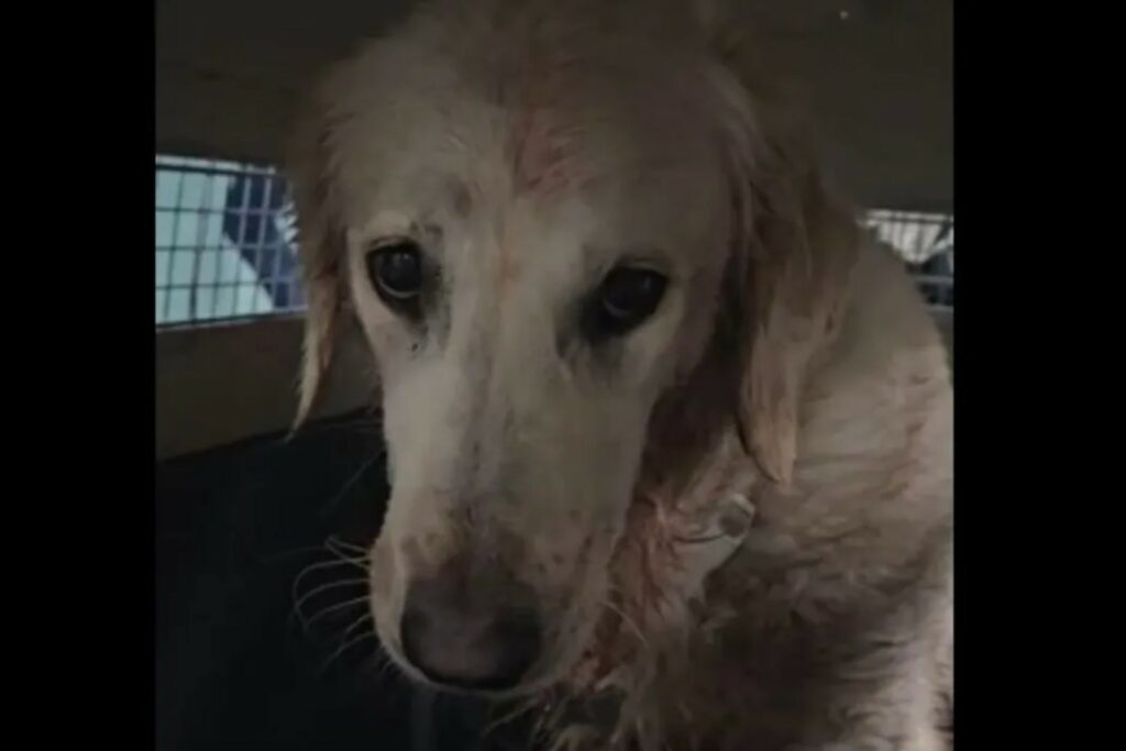 Aeroméxico se deslinda de maltrato a perrita ‘Maple’ tras un vuelo