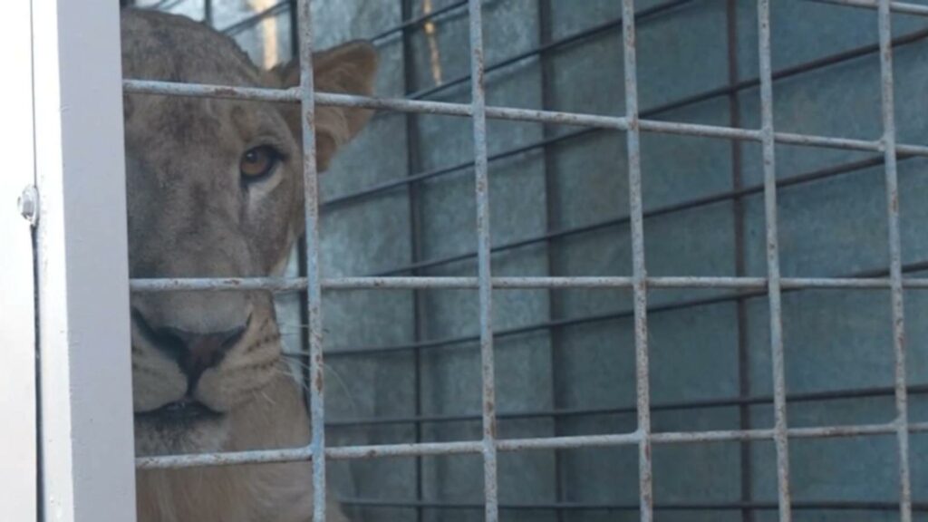 BioParc El Encanto albergará a más de 700 animales rescatados en Mazatlán