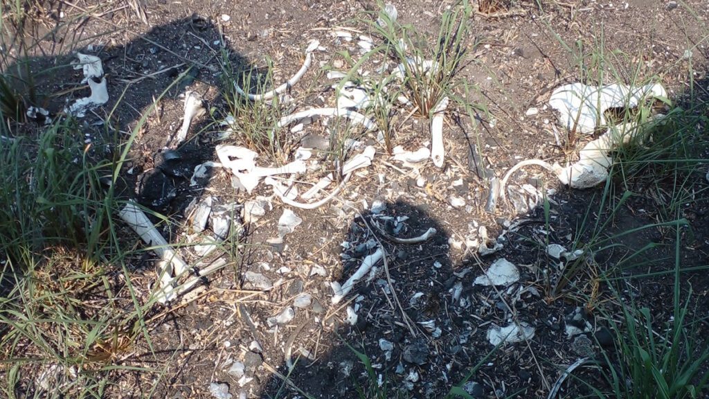 Colectivo localiza “campo de exterminio” en Tamaulipas