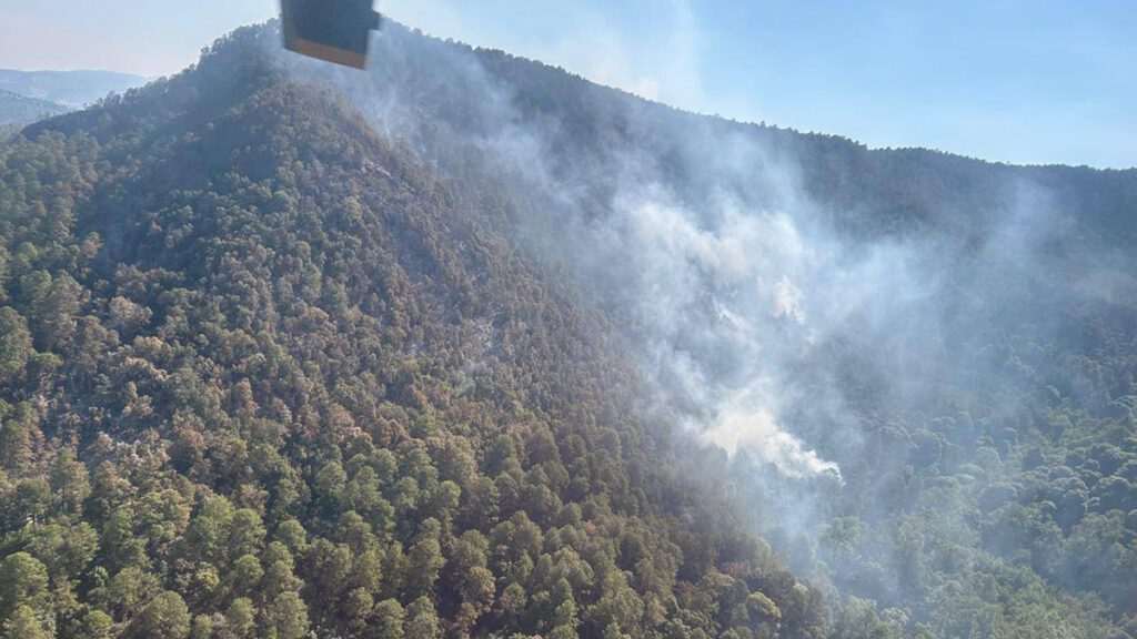 Liquidan al 50% incendio en santuario de la mariposa monarca en Michoacán