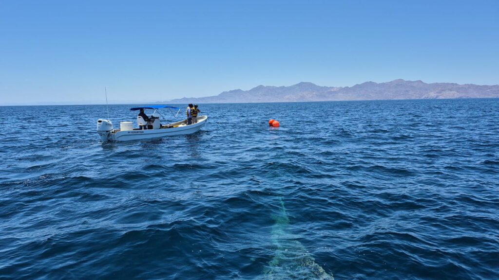 Marina rescata y libera a una ballena jorobada en el Golfo de California
