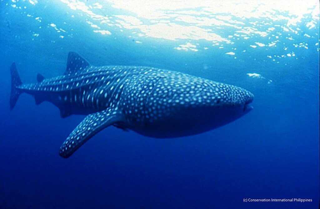 Documental busca concienciar de las amenazas del tiburón ballena en México